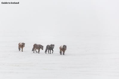 Icelandic horses face the cold in West Iceland.