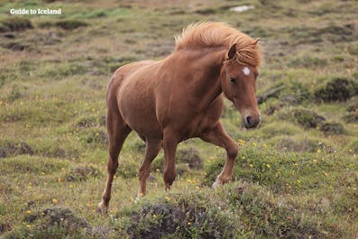 An Icelandic horse canters in a field in Iceland.