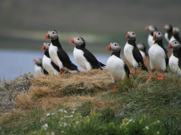 Broddanes Hostel is close to many puffin watching locations.