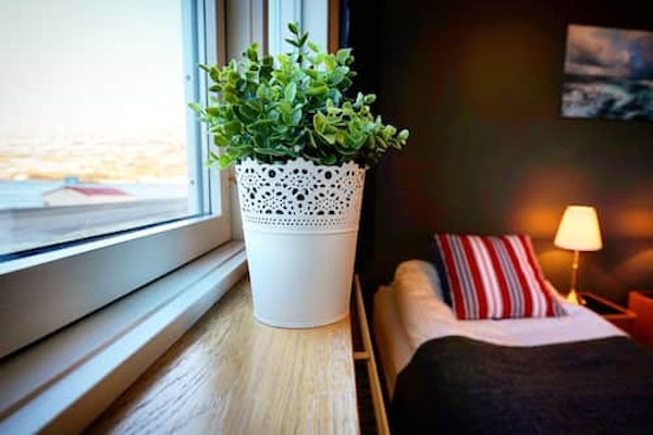 A close-up shot of a potted plant on a windowsill at Grenivik Guesthouse, with a bed to the side.