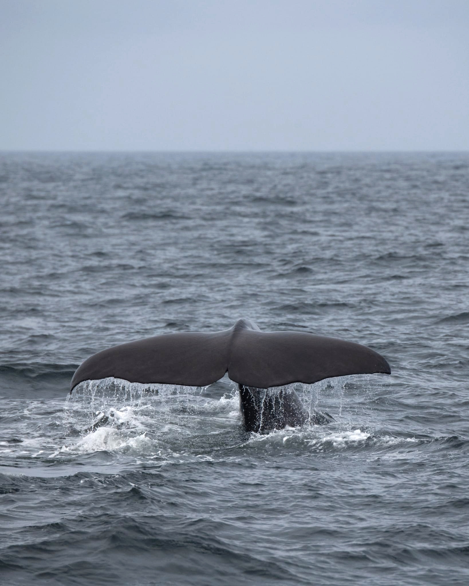 Whale tail - Wikipedia