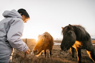 A person pets two Icelandic horses, who are well-loved for their friendly and curious personalities.