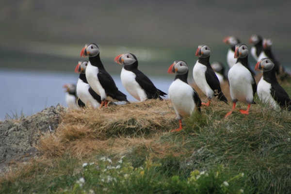 Puffins are a common sight for travelers staying at Broddanes HI Hostel.