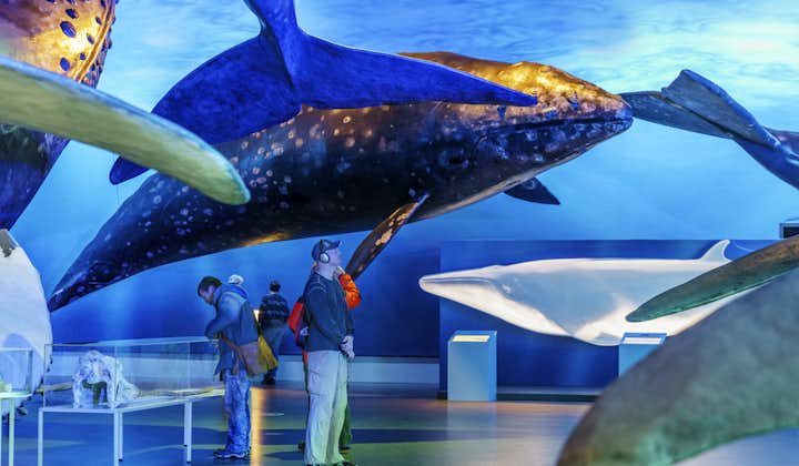 Visitors can join a live guided tour or an audio tour when they visit the Whales of Iceland Exhibition in Reykjavik.