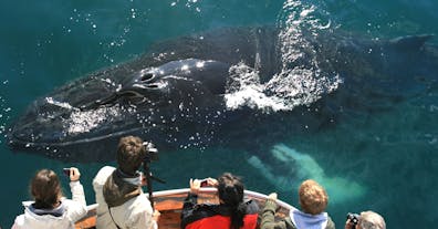 A whale is seen emerging from the waters, giving tourists at a whale watching boat tour from Reykjavik a glimpse.