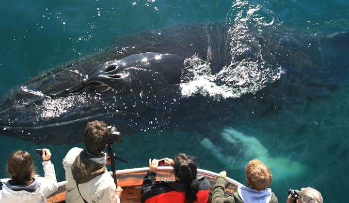 A whale is seen emerging from the waters, giving tourists at a whale watching boat tour from Reykjavik a glimpse.