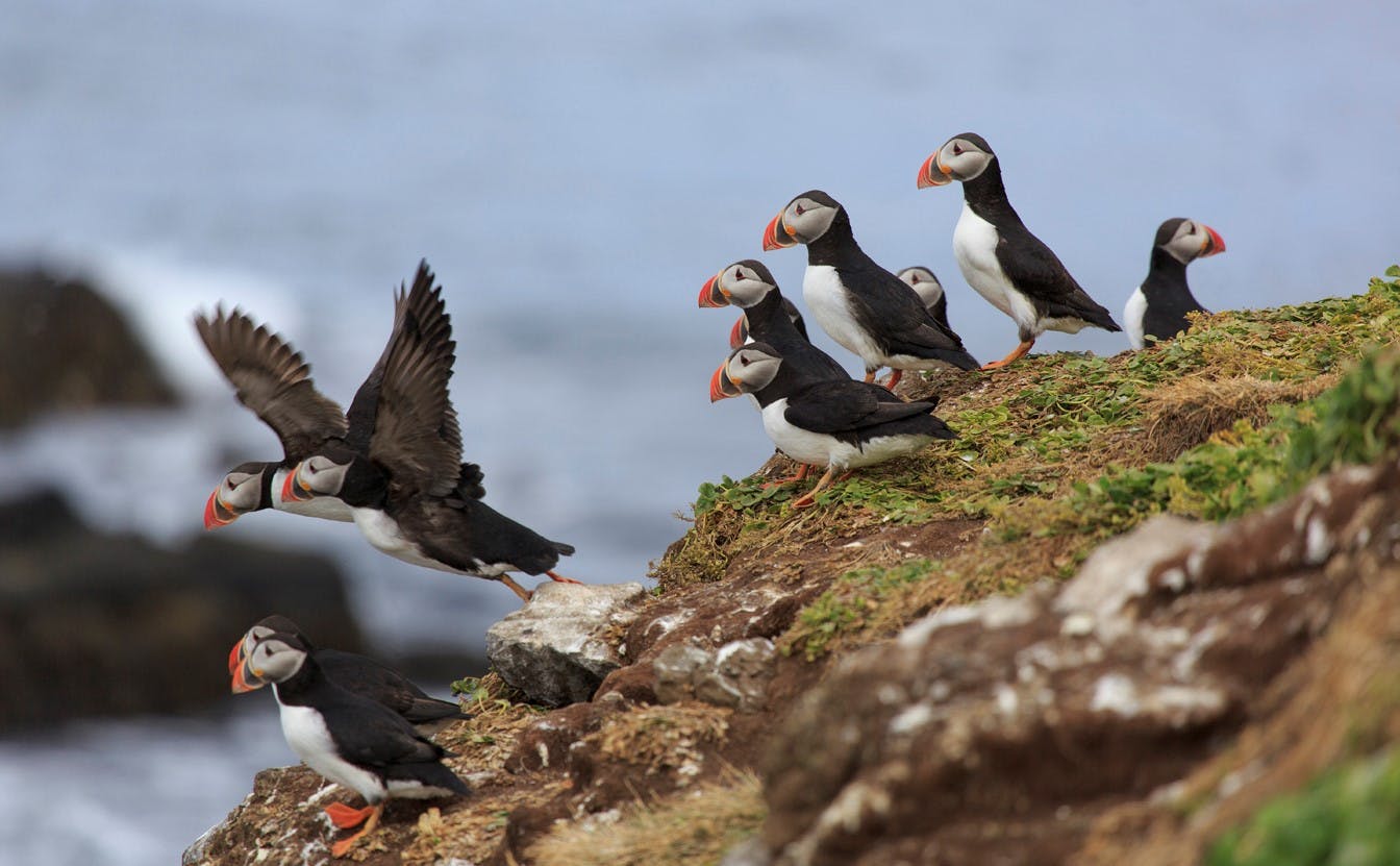 Puffins are a common sight in Aedey and Vigur islands.