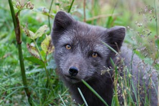 An arctic fox at Hornstrandir Nature Reserve looks at a photographer's camera.