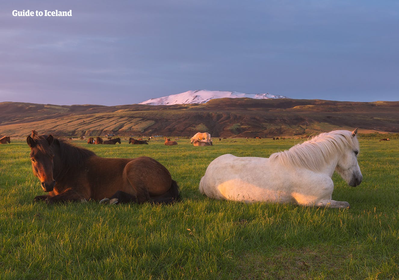 A group of Icelandic horses laying down in front of Hekla volcano in summer.