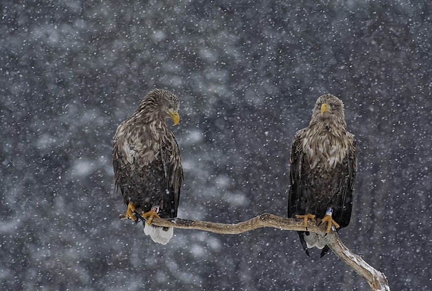 Two white-tailed eagles perch on a branch as the snow falls.