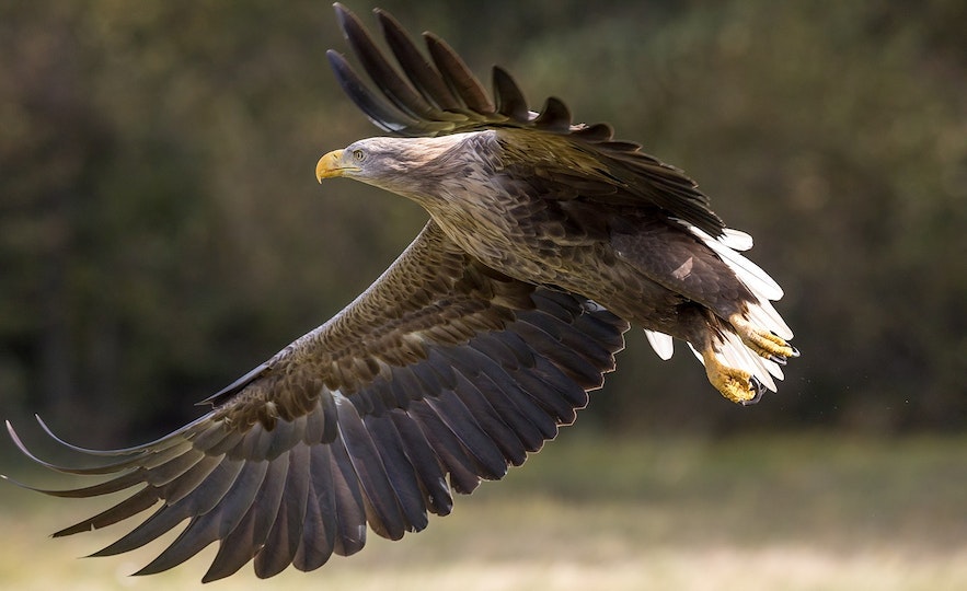 A majestic white-tailed eagle soars through the sky.