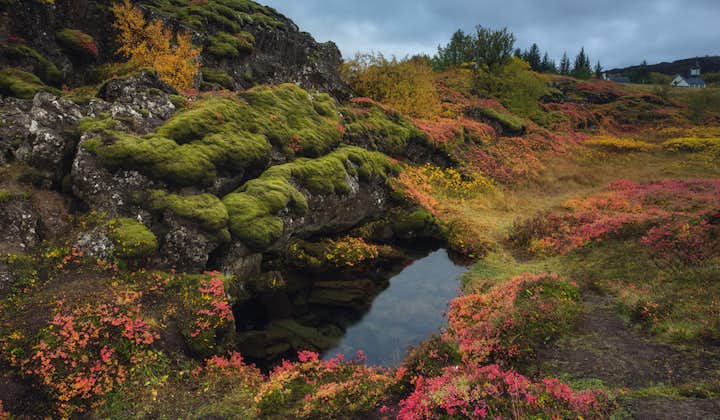 The beautiful Thingvellir National Park is clad in flowers, bushes and mosses.