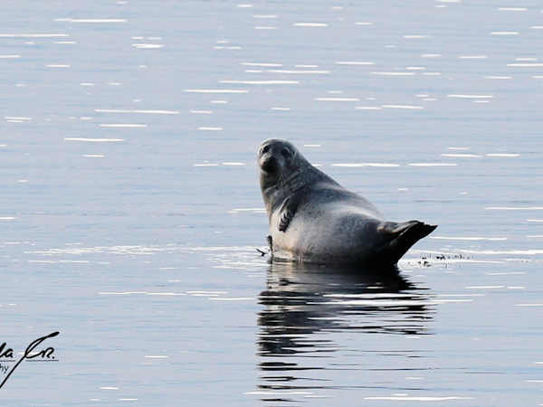 A seal in the water near Eyri Seaside Houses in Northwest Iceland.