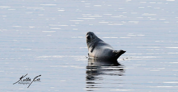 A seal in the water near Eyri Seaside Houses in Northwest Iceland.