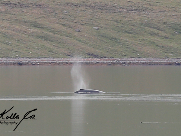 A whale spurts from its blowhole near Eyri Seaside Houses in Northwest Iceland.