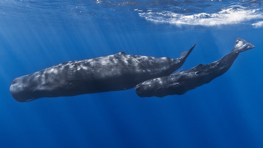 Sperm whale and its calf