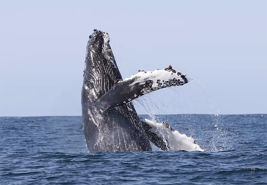 Baleine à bosse dans les fjords de l'Ouest
