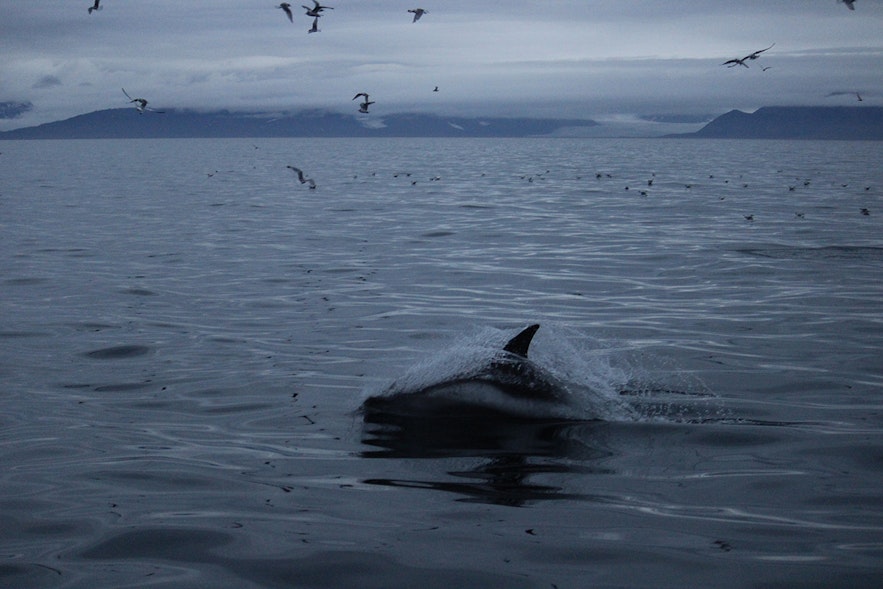 웨스트피요르즈 연안 바다 속 흰부리돌고래