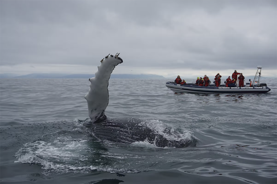 고래 관측 관광객들에게 인사하는 고래