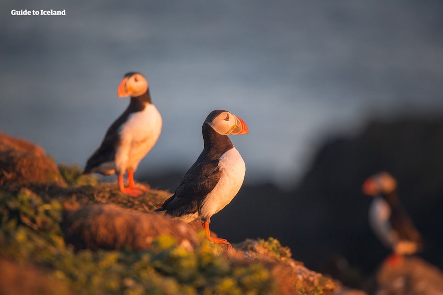 Around 1 million Atlantic puffins nest on the Latrabjarg sea cliffs each summer.