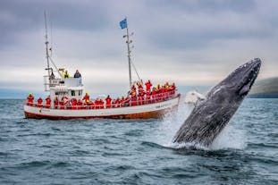 Your group is sure to see some whales during your whale watching tour from Dalvik.