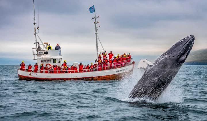 Your group is sure to see some whales during your whale watching tour from Dalvik.