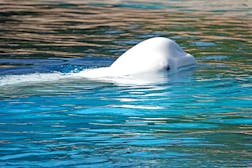 海洋生物基金会白鲸保护区