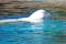A beluga whale similar to those at the the SEA LIFE Trust Beluga Whale Sanctuary and Puffin Rescue Centre