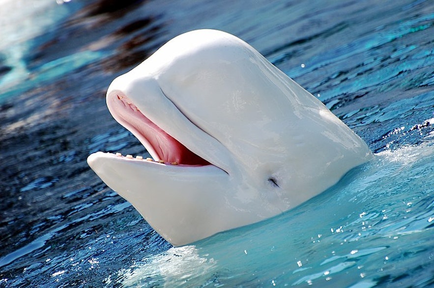 A beluga whale, similar to those at the SEA LIFE Trust Beluga Whale Sanctuary and Puffin Rescue Centre