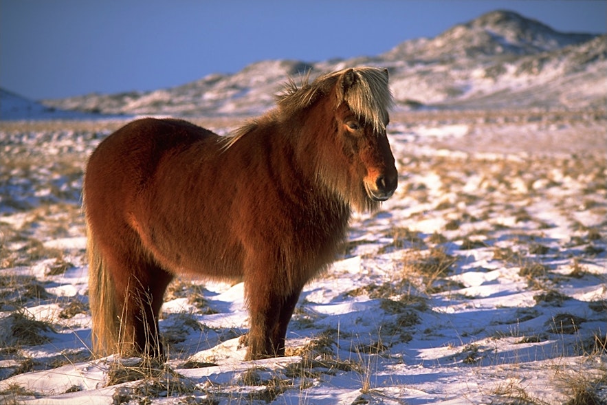 Koń islandzki w zimowej sierści.