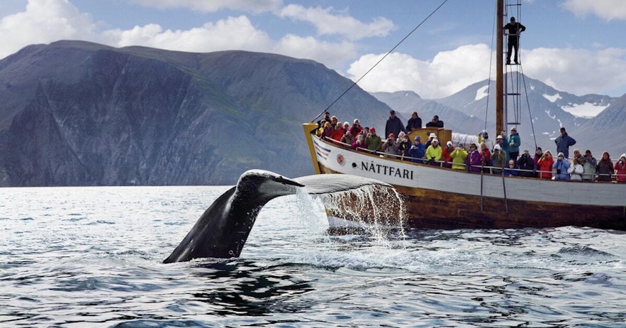 A whale dives down into the waters of Skjalfandi Bay on a whale-watching boat tour.