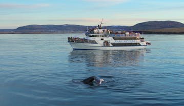A whale swims in the water near a whale-watching tour boat.