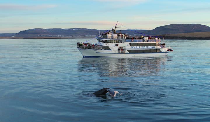 A whale swims in the water near a whale-watching tour boat.