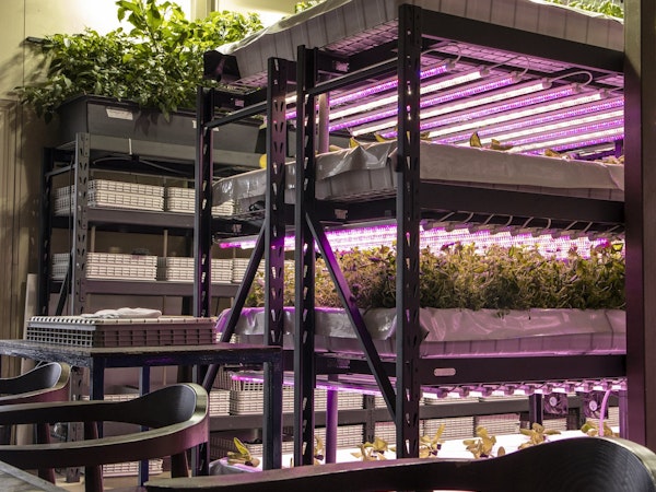 Rows of hydroponics are on shelves at the indoor urban farm at Hotel Akureyri Dynheimar in central Akureyri.