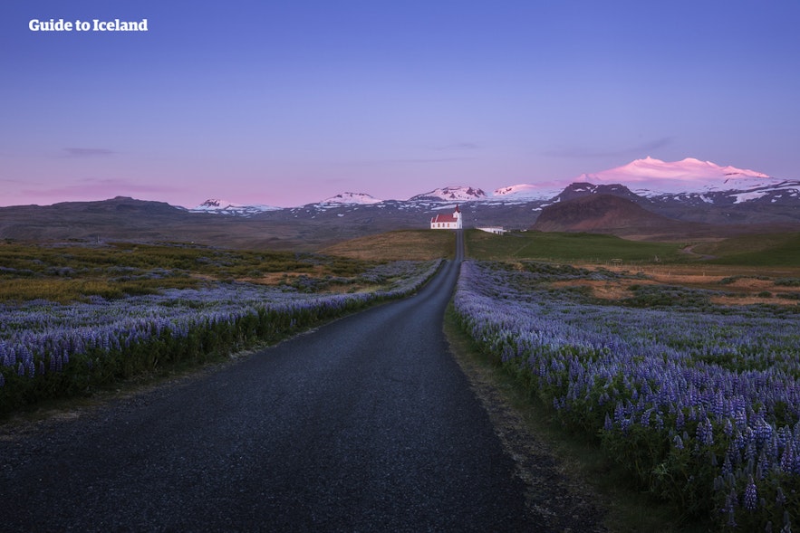 A picturesque road in Iceland with a church and mountains in the distance, and purple flowers lining the road.