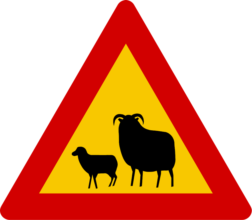 A yellow triangular road sign in Iceland warning drivers to watch out for sheep.