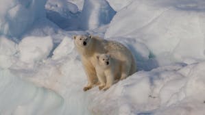 Guía de Viaje al Círculo Polar Ártico