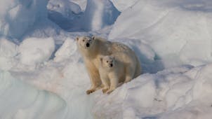 Polar bears are the most popular animals in the Arctic Circle.