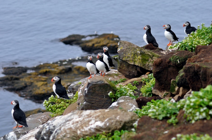 The cliffs of Grimsey island in Iceland are home to colonies of puffins.