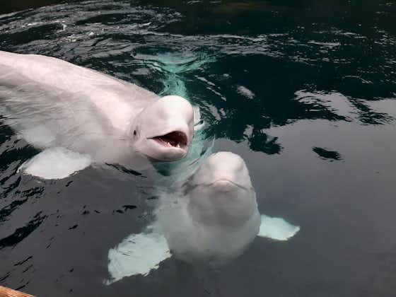 Little Grey and Little White are two whales in the Beluga sanctuary in Iceland.