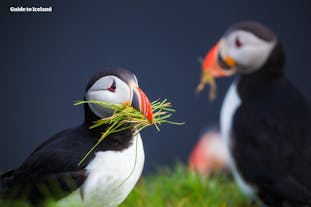 The Atlantic puffin is a kind of bird native to the Atlantic Ocean and found mainly in some northern countries like Iceland.