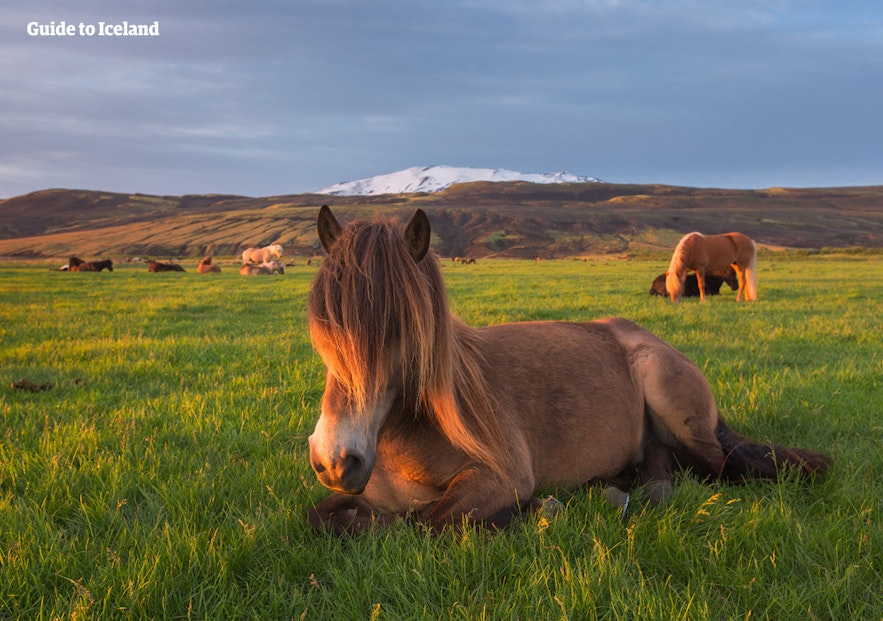 Icelandic horses are uniquely beautiful and majestic.