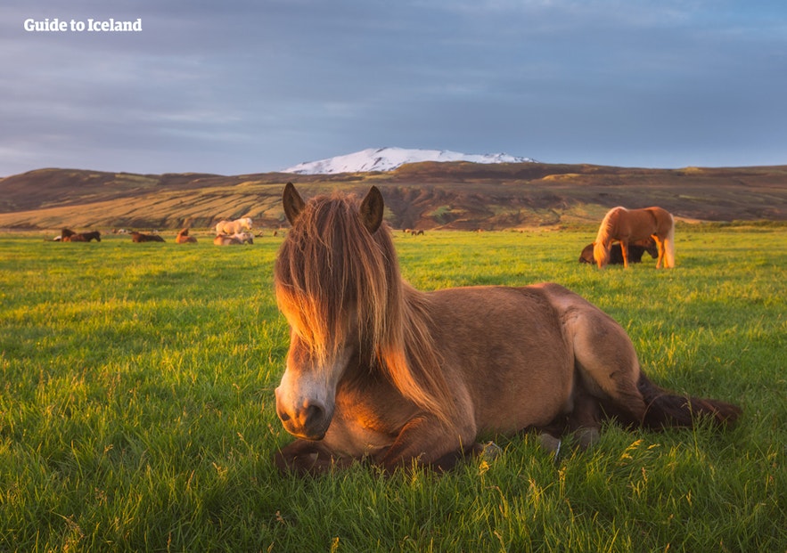 冰岛马在享受夏日时光。
