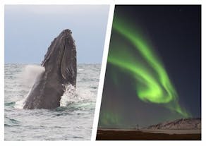 아퀴레이리에서 출발하는 이 환상적인 6시간 투어를 통해 고래 관측 및 오로라 관측이라는 두 가지 흥미진진한 액티비티를 즐겨 보세요.