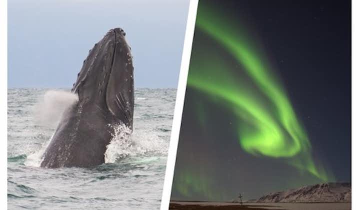 You’ll enjoy two exciting activities, whale-watching and northern lights hunting, on this fantastic six-hour tour from Akureyri.