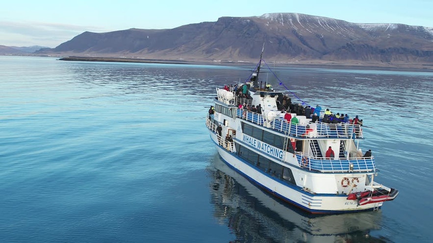 A boat departs from Reykjavik harbor on a whale watching tour.