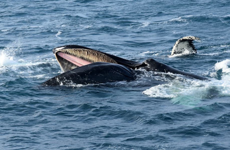 Whales swimming near Reykjavik Harbor.
