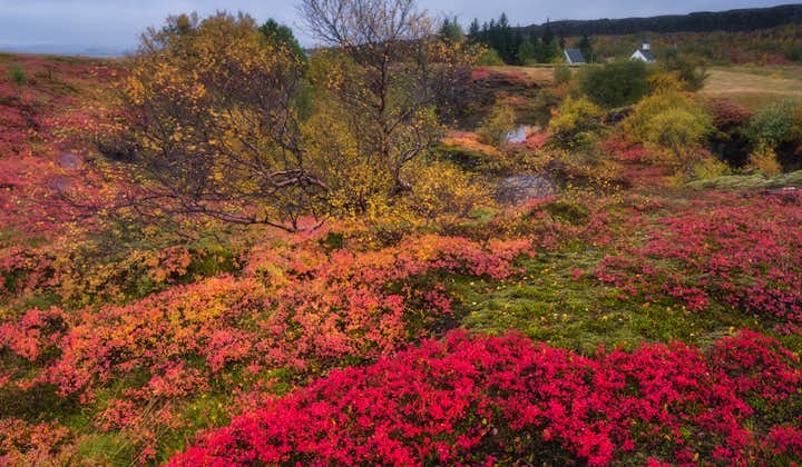 Flora with beautiful autumnal colors in Thingvellir National Park, Iceland.