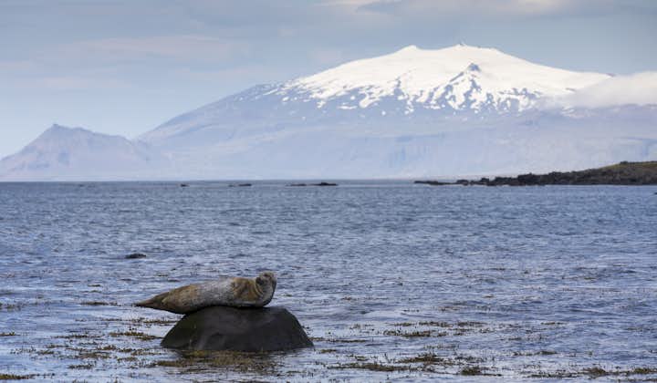 A seal resting on a rock off the coast of the Snaefellsnes Peninsula in West Iceland.