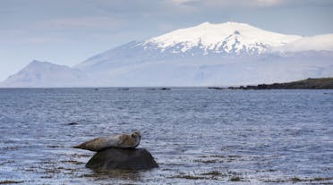 A seal resting on a rock off the coast of the Snaefellsnes Peninsula in West Iceland.